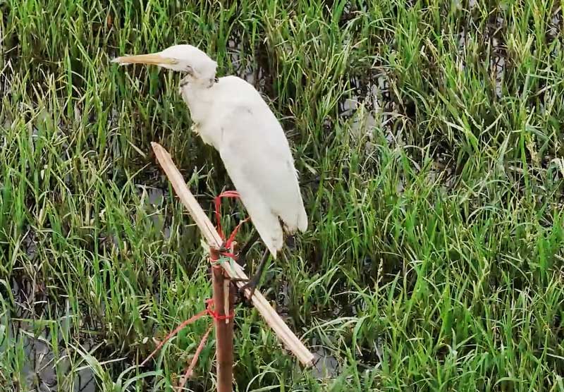 Chim cò bị khâu mắt, dán miệng để làm mồi giữa cánh đồng