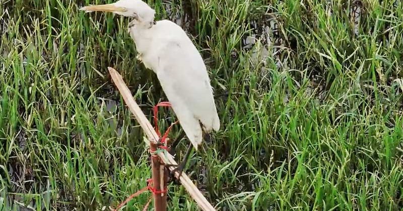 Chim cò bị khâu mắt, dán miệng để làm mồi giữa cánh đồng