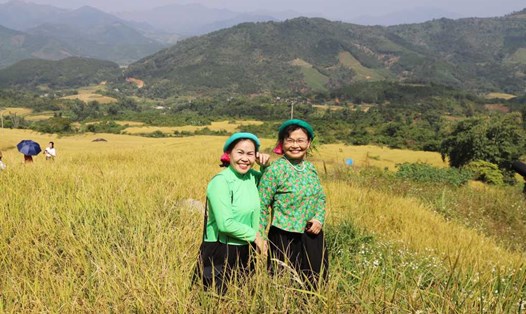 Du khách chụp ảnh check-in trên cánh đồng ruộng bậc thang chín vàng ở Bình Liêu (tỉnh Quảng Ninh). Ảnh: quangninh.gov.vn