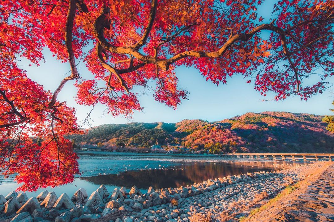 Mùa thu Nhật Bản rực rỡ lá vàng, lá đỏ từ tháng 11