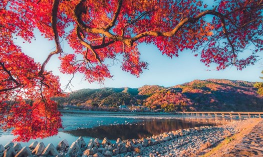 Mùa thu Nhật Bản