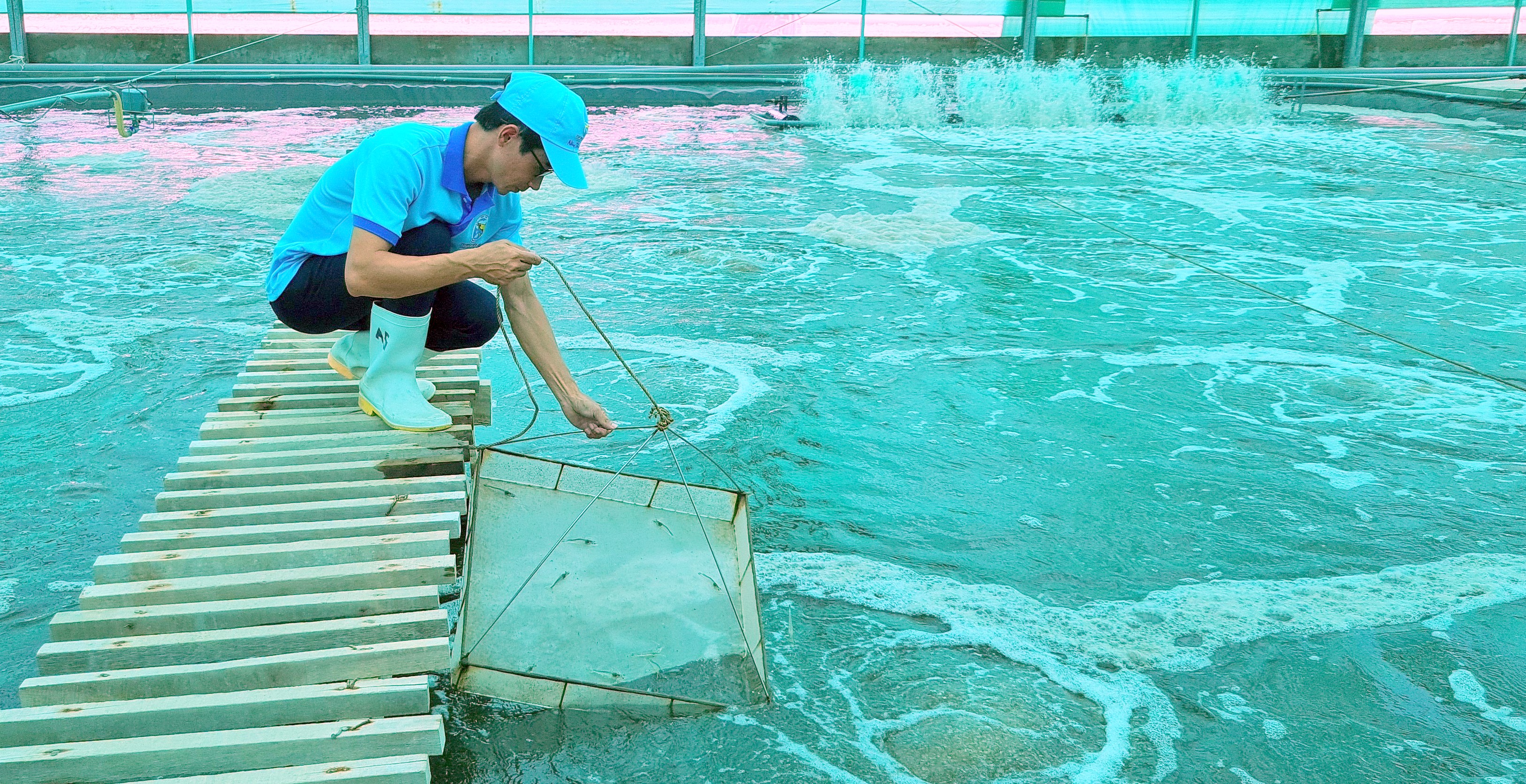 Bạc Liêu xây dựng thành trung tâm ngành công nghiệp tôm cả nước. Ảnh: Nhật Hồ