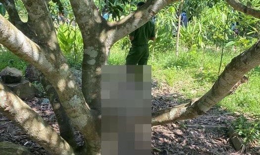 Lực lượng chức năng khám nghiệm hiện trường vụ người đàn ông treo cổ ở vườn cây. Ảnh: NDCC