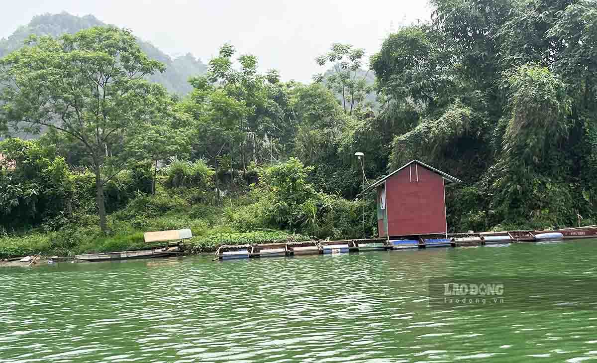 Nuôi cá đặc sản trên sông Lô đã trở thành một nghề của nhiều người dân. Ảnh: Nguyễn Tùng.