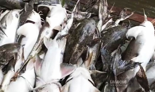 Hàng tấn cá chiên đặc sản nuôi trên sông Lô (Tuyên Quang) bất ngờ chết trắng. Ảnh: Nguyễn Tùng.