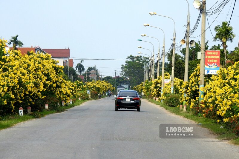 Theo ghi nhận của phóng viên, cây hoa chuông vàng tại đây được trồng cách nhau khoảng 2m/1 cây, trải dài khoảng 3km theo đường tỉnh 315.