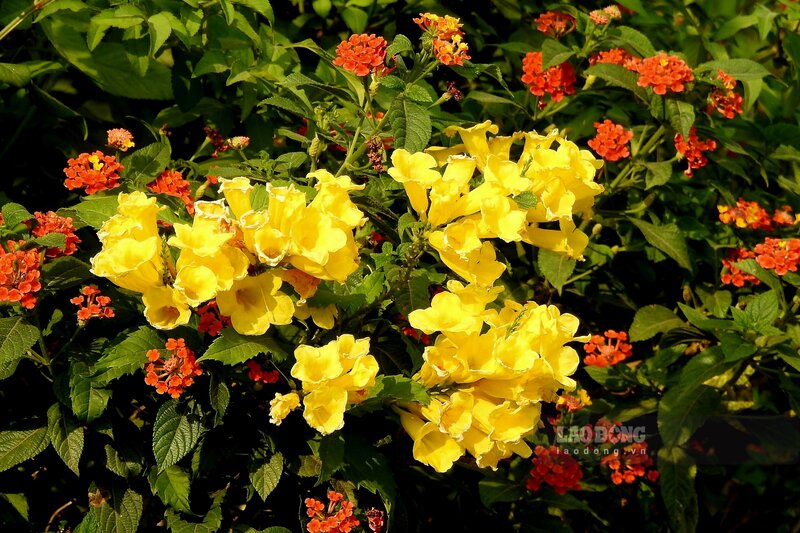 Xen kẽ các cây hoa chuông vàng là hoa ngũ sắc, một loại hoa được trồng rất phổ biến. 