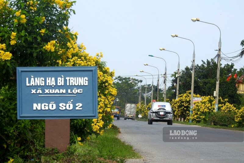 Theo UBND huyện Thanh Thủy, hàng cây hoa chuông vàng đã được xã Xuân Lộc trồng cách đây khoảng 3 năm trên tuyến đường tỉnh 316 dọc theo sông Đà, trải dài từ cổng chào huyện Thanh Thủy cho đến hết địa phận của xã này.