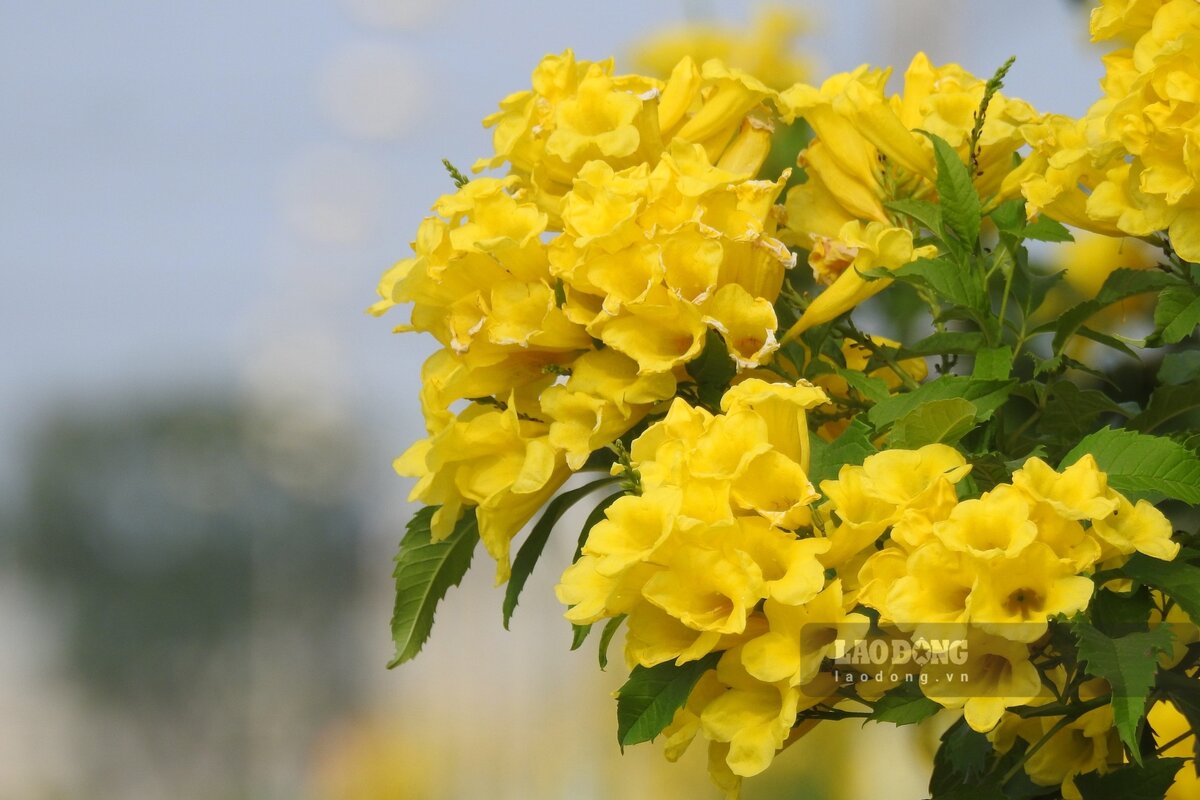 Hoa chuông vàng có hình chuông, màu vàng sặc sỡ, thường mọc thành chùm trên mỗi cành nhỏ. Sắc vàng của hoa bao trùm toàn bộ cây, sáng rực dưới ánh nắng.