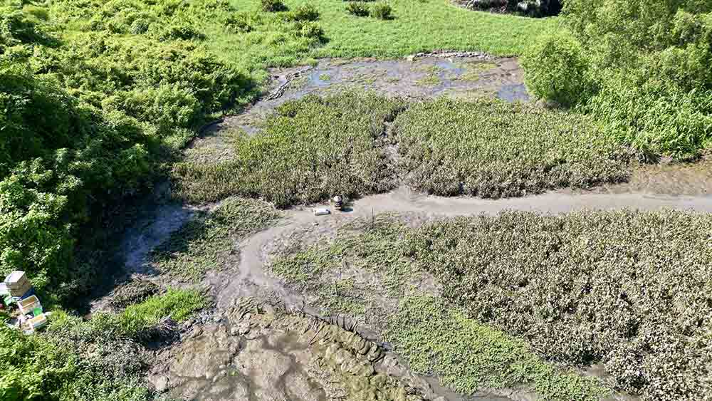 Theo ghi nhận của Lao Động, diện tích khu vực dự kiến xây dựng cũng văn hoá vẫn là đầm lầy, kênh rạch...