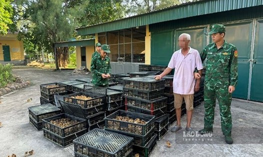 Lực lượng biên phòng tạm giữ đối tượng nhập lậu hơn 17.000 con gà giống. Ảnh: Đồn Biên phòng Trà Cổ  