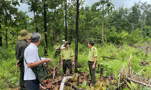 Hiện trường một vụ phá rừng tại lâm phần do Công ty TNHH Lâm nghiệp Buôn Ja Wầm (huyện Cư M'Gar, tỉnh Đắk Lắk) quản lý. Ảnh: Bảo Trung