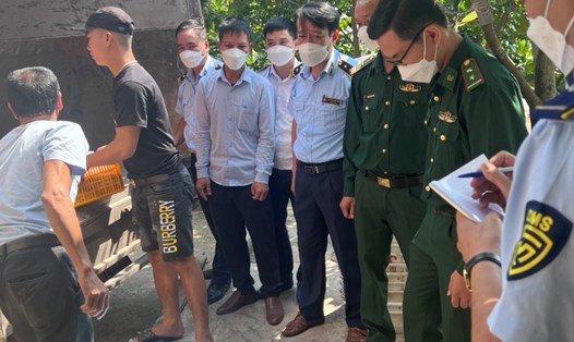 Phát hiện, tạm giữ hơn 3 tấn thịt lợn đã bốc mùi ôi thiu ở Thái Bình. Ảnh: Cục QLTT tỉnh Thái Bình