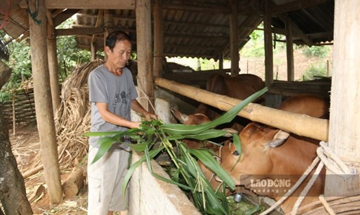 Chăn nuôi đại gia súc, góp phần giảm nghèo ở xã, bản đặc biệt khó khăn của tỉnh Sơn La. Ảnh: Khánh Linh