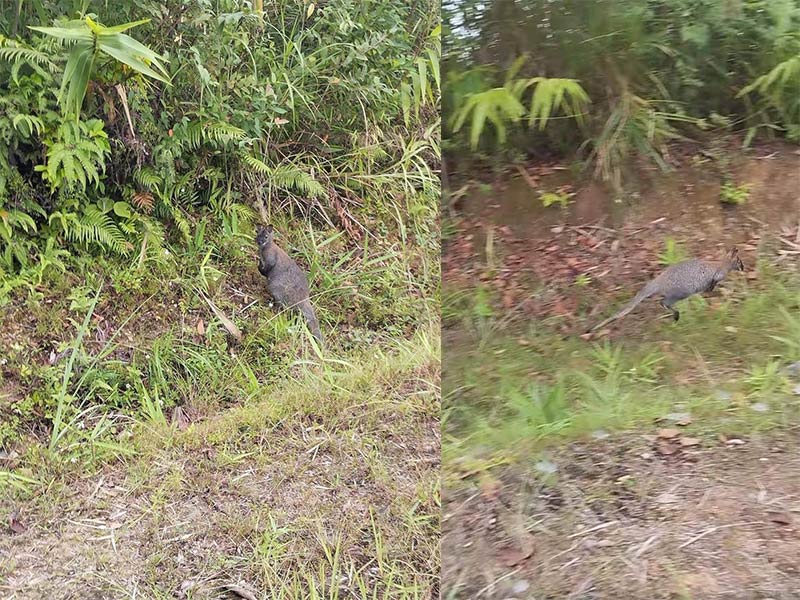 3 cá thể chuột túi vừa bất ngờ xuất hiện tại Cao Bằng. Ảnh: Người dân cung cấp