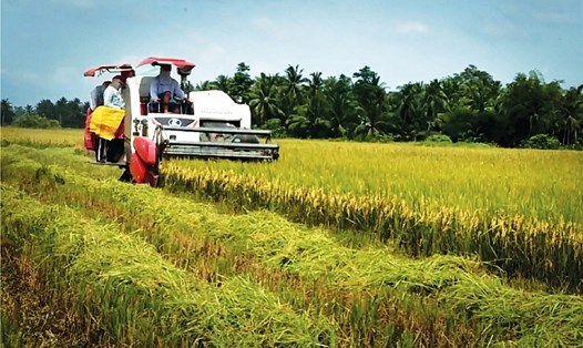 Với nguồn cung ổn định, dự báo xuất khẩu gạo của Việt Nam sẽ đạt 8 triệu tấn trong năm 2023. Ảnh: Tân Long