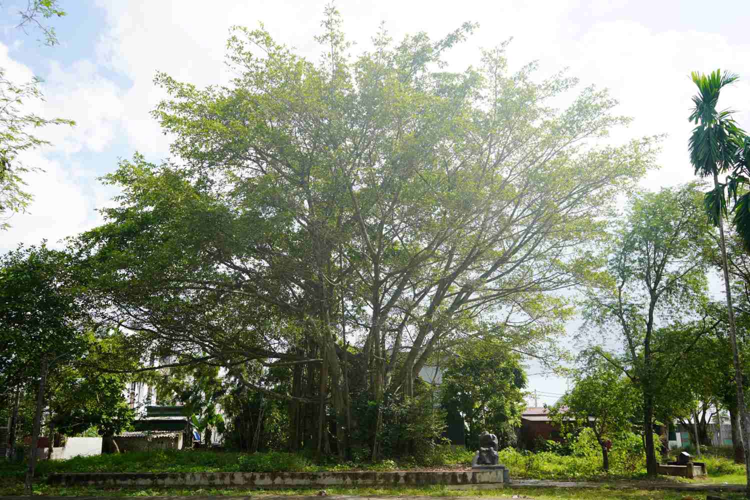 Đình Vĩnh Khê còn có 1 di sản đó là cây đa di sản có tuổi đời hơn 130 tuổi, sừng sững phía sau đình. Ảnh: Mai Dung
