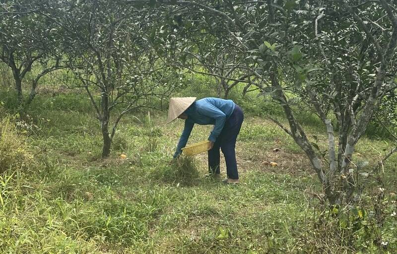 Một hộ dân trồng cam ở xã Hương Thủy đang thu gom cam rụng trong vườn để tránh côn trùng gây hại lây lan sang những quả đang ở trên cây. Ảnh: Hương Khê.