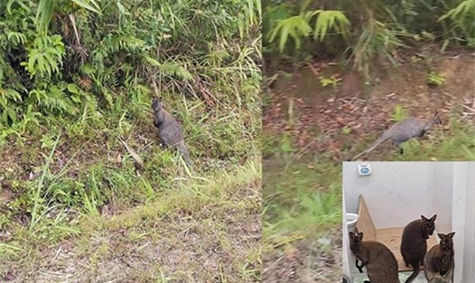 Các con chuột túi được phát hiện đang ăn cỏ ngoài tự nhiên ở Cao Bằng. Ảnh: NDCC