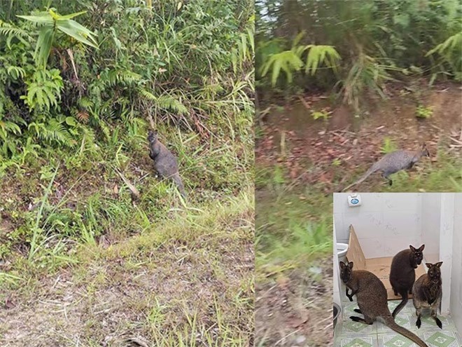 Vườn Quốc gia Hoàng Liên sẵn sàng tiếp nhận 4 con chuột túi phát hiện ở Cao Bằng