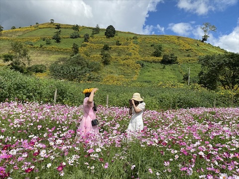 Vườn hoa dưới chân núi Chư Đang Ya. Ảnh: Thanh Tuấn 