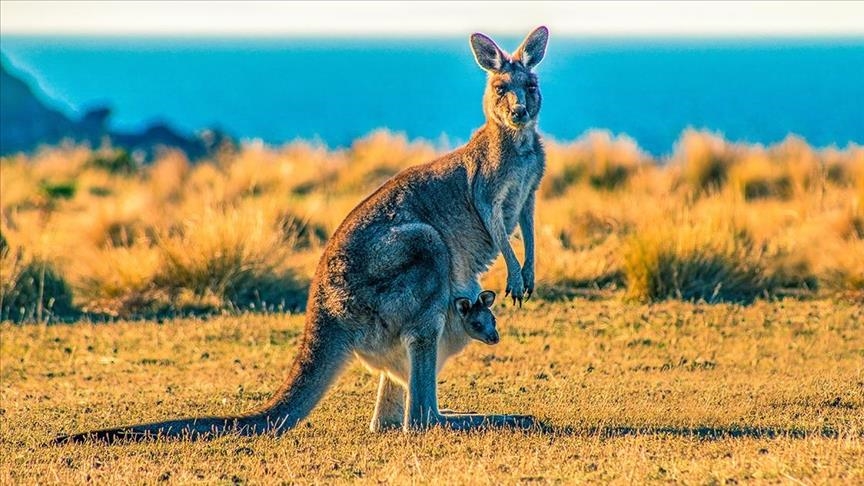 Chuột túi ở Australia. Ảnh: AA