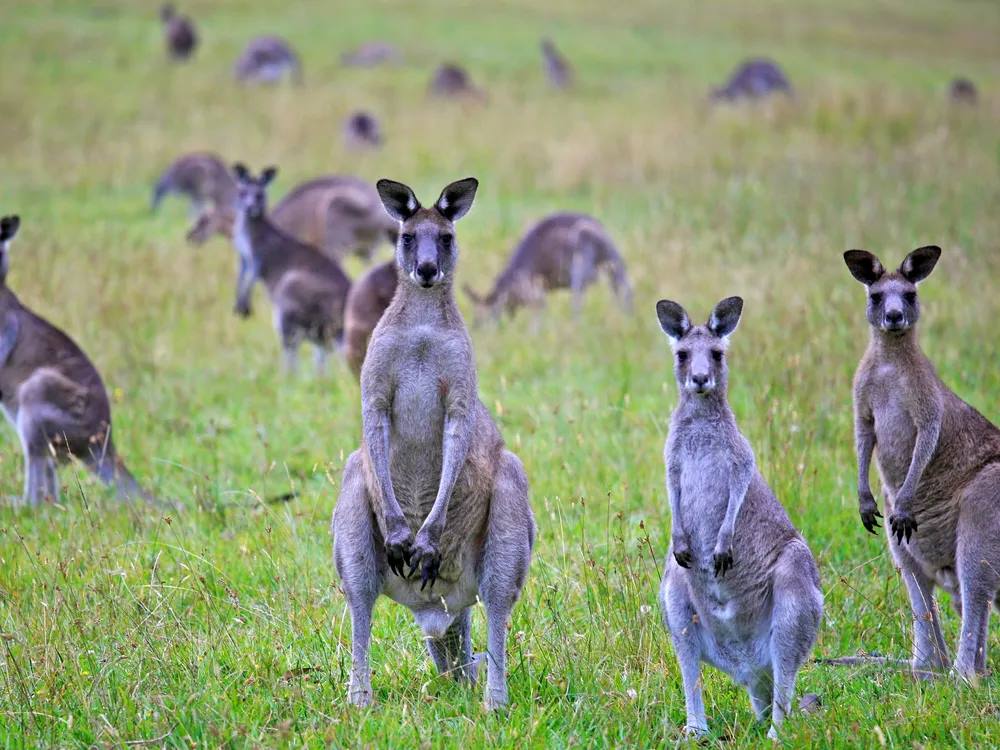 Chuột túi thống trị hệ sinh thái tại Australia. Ảnh: Alex Proimos