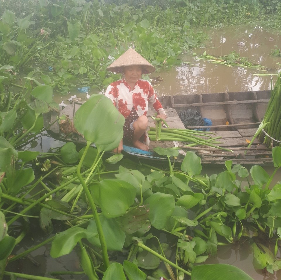 Chị Tươi vất vả mưu sinh, đi cắt lục bình từ 10h tối đến sáng. Ảnh: NVCC