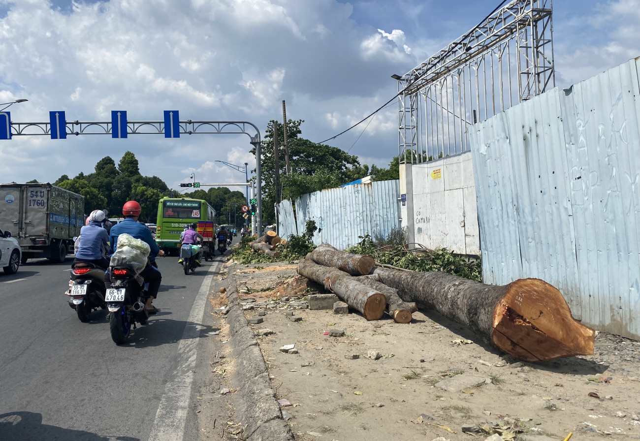 Đốn hạ cây xanh trên đường Trường Chinh để thi công dự án đường nối Trần Quốc Hoàn - Cộng Hòa.  Ảnh: Minh Quân