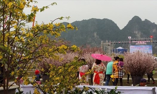 Lễ hội hoa Anh đào - Mai vàng Yên Tử tại Hạ Long năm 2017. Ảnh: Nguyễn Hùng