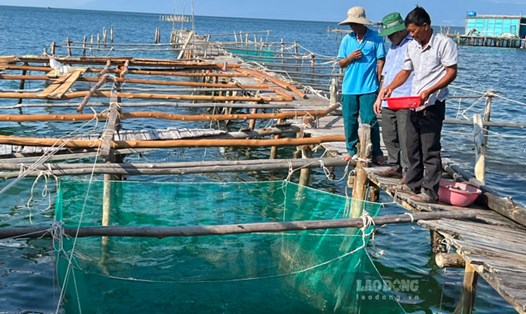 HTX Dịch vụ nông nghiệp nuôi trồng thủy sản xã Gành Dầu, TP Phú Quốc hiện đang phát triển hiệu quả nuôi trồng kết hợp du lịch. Ảnh: Nguyên Anh