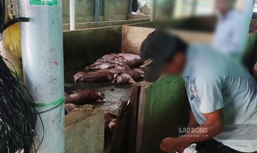 UBND huyện Chợ Gạo công bố dịch bệnh tả lợn châu Phi trên địa bàn xã Xuân Đông, kể từ ngày 14.11. Ảnh: Thành Nhân