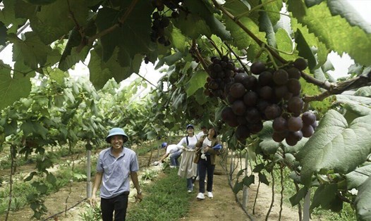 Khách du lịch đến thăm quan, chụp hình lưu niệm và mua trái cây ở vườn nho của anh Nguyễn Thế Độ, ở huyện Đắk Mil. Ảnh: Đức Hùng
