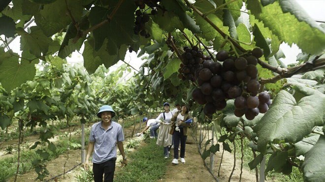 Đắk Nông phát triển du lịch nông nghiệp mũi tên hướng đến nhiều đích