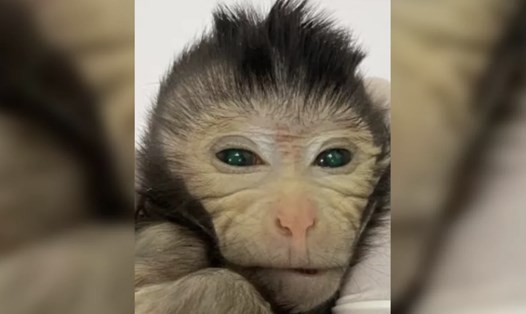 Khỉ trộn chủng loài trong nghiên cứu mới của các nhà khoa học Trung Quốc. Ảnh chụp màn hình 
