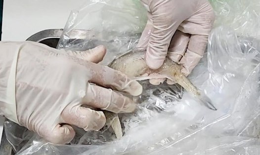 Mẫu cá khoai có phoóc môn được phát hiện bằng test nhanh. Ảnh: Phòng Y tế Bố Trạch