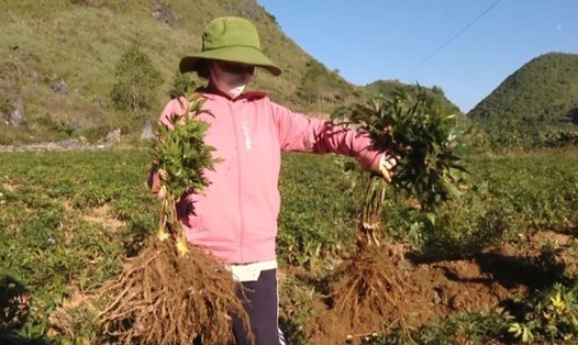 Nhiều cây dược liệu phát triển tươi tốt tại vùng núi cao Sìn Hồ, tỉnh Lai Châu. Ảnh: Trần Hương