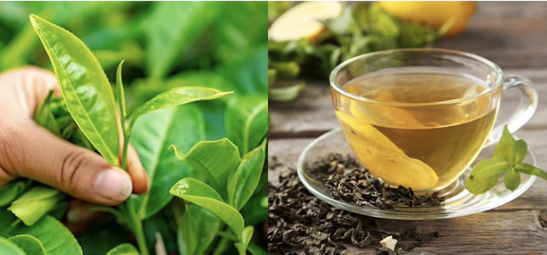 Uống trà xanh mang lại nhiều lợi ích cho sức khỏe. Đồ họa: Hương Giang