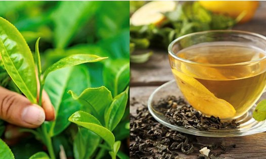 Uống trà xanh mang lại nhiều lợi ích cho sức khỏe. Đồ họa: Hương Giang