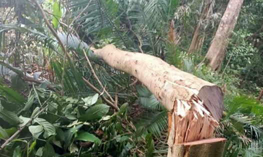 Hiện trường vụ việc hủy hoại hơn 2.7000m2 rừng sản xuất ở Đắk Nông. Ảnh: Công ty TNHH MTV Nam Tây Nguyên cung cấp