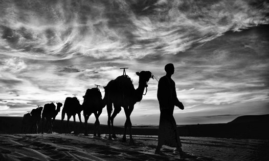 Tác phẩm “Người dắt lạc đà đi trên sa mạc Sahara”- Huy chương Bạc ở thể loại Du lịch kỳ thú (Exotic Travel).