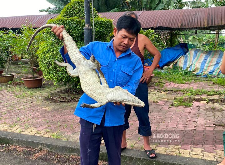 1 con cá sấu dính trong bẫy lưới đã chết ngộp được phát hiện vào sáng ngày 16.11. Ảnh: Minh Tâm
