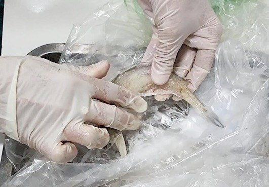 Mẫu cá khoai có phoóc môn được phát hiện bằng test nhanh. Ảnh: Phòng Y tế Bố Trạch