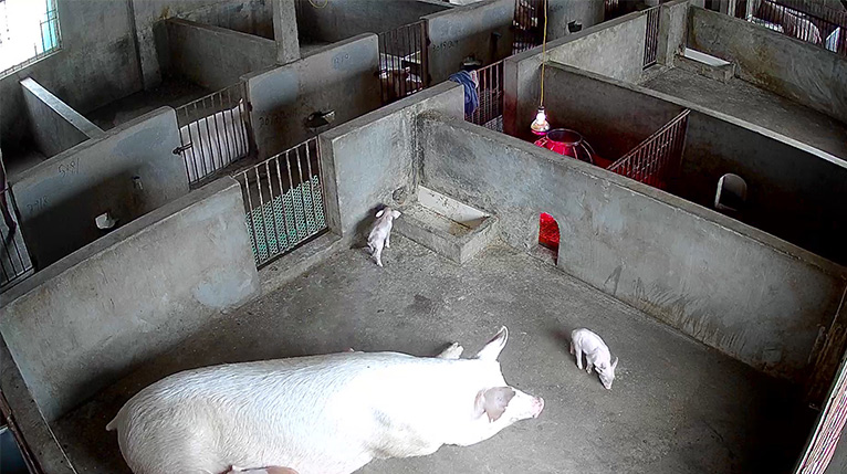 Vệ sinh chuồng trại giữ vai trò quan trọng để phòng chống dịch bệnh trên đàn vật nuôi. Ảnh: Tân Văn.