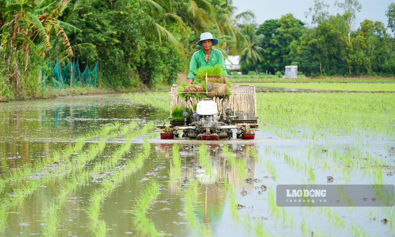 Khoảng 10 năm nay, cứ bắt đầu vụ mùa, ông Lâm Văn Hùng ở xã Đại Tâm (Mỹ Xuyên, Sóc Trăng) chẳng phải “chân lấm tay bùn”. Bởi việc làm đất, cấy lúa đều có dịch vụ cấy thuê trọn gói. 