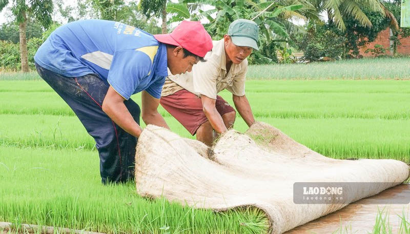 Với hình thức cấy lúa bằng máy, mạ sẽ được gieo trên giá thể bao gồm bùn non và xơ dừa. Khi mạ non được khoảng 3 lá thì tiến hành cấy ra đồng.