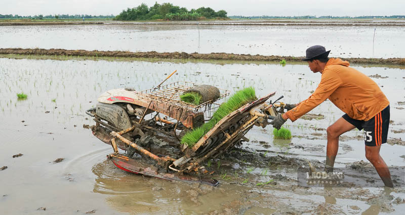 Ở xã Đại Tâm, (huyện Mỹ Xuyên, tỉnh Sóc Trăng) hình ảnh chiếc máy cấy không còn xa lạ với người dân. Bởi 10 năm nay, bà con ở đây đều chọn dịch vụ cấy này.