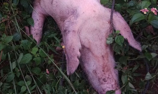 Xác lợn chết bị vứt ra môi trường ở huyện Gio Linh, tỉnh Quảng Trị. Ảnh: H.N.