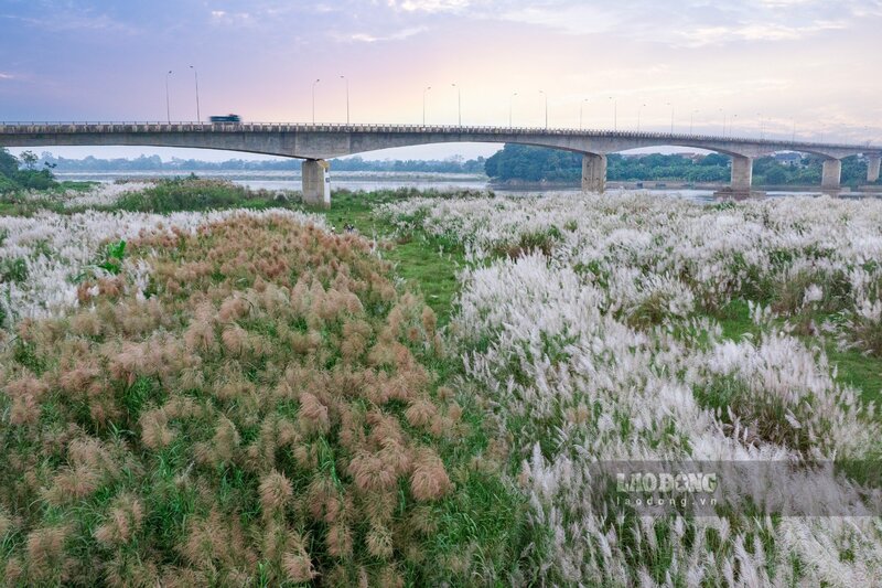 Tại thị xã Phú Thọ, bãi cỏ lau ven sông Hồng trải dài khoảng 2km, rộng và đẹp nhất là tại khu vực chân cầu Ngọc Tháp, ngược về thượng nguồn rải rác cho đến chùa Mè (phường Âu Cơ, thị xã Phú Thọ). Đi trên cây cầu Ngọc Tháp, người dân và du khách có thể ngắm nhìn toàn cảnh bãi cỏ lau rộng lớn này.