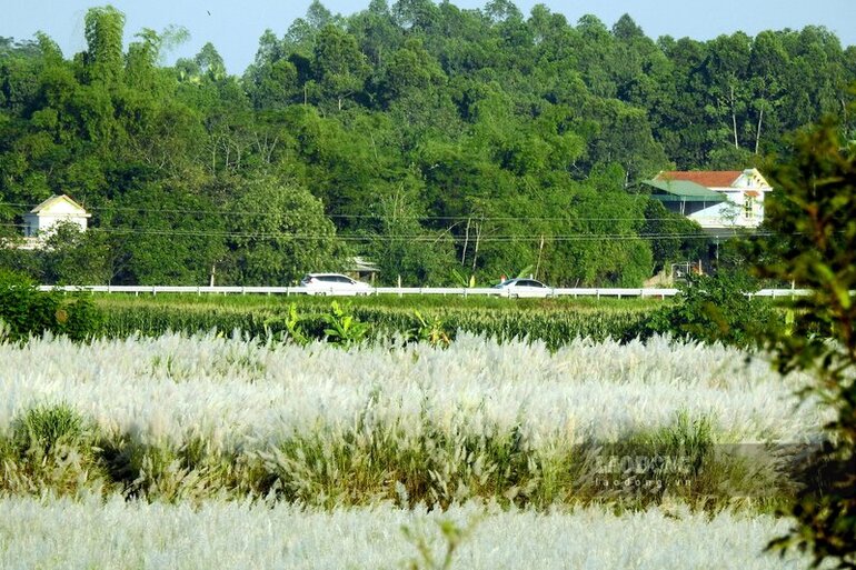 Đi trên tuyến Quốc lộ 32C (qua huyện Cẩm Khê) hoặc tuyến đê tả Thao (qua huyện Thanh Ba), chắc hẳn ai cũng muốn ngắm nhìn, hoặc táo bạo hơn là được một lần đặt chân lên hòn đảo giữa sông này, chụp cho mình và người thân những tấm hình thật đẹp.